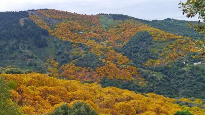 Uno de los mejores pueblos de Málaga para visitar este otoño: con bosques cobrizos, miradores y tradición por las castañas