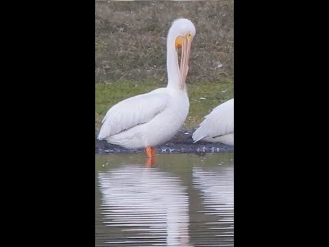 The snowbirds who flock to Tampa Bay