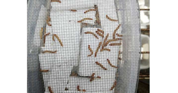 Descubrimiento colombiano podría contribuir a solucionar el problema mundial de contaminación por icopor