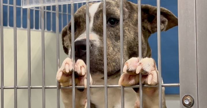 Mega pet adoption event Saturday features dogs, cats and reptiles seeking forever homes