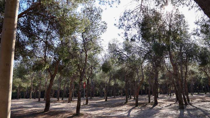 Ecologistas denuncian el “incumplimiento” de la ordenanza de protección del arbolado de Zaragoza