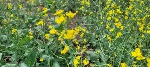 December 5 Closing Commodity Prices