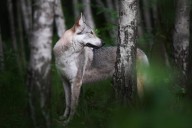 Thousands of genomes reveal the wild wolf genes in most dogs’ DNA