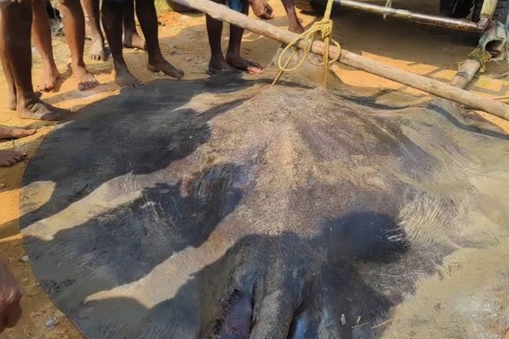 Giant 100-kg 'Sankuch' fish caught from Odisha’s Devi River; sold at Rs 50k