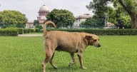 Over 90,000 stray dogs in Mumbai, only 8 shelters: BMC officials