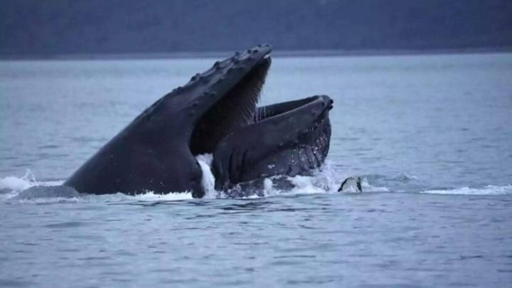 A new technology aims to help ships avoid whale strikes