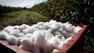 Inside Armani’s Bid to Grow Cotton in Italy