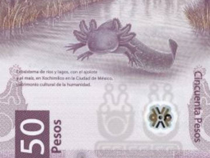 Always Smiling Amphibian Featured on Mexican Money Is So Cute it’s Being Hoarded and Never Spent