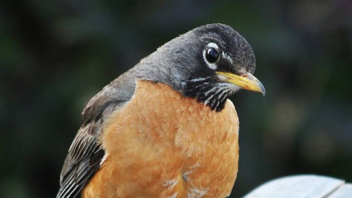Local Birds Blissfully Unaware of Global Pandemic