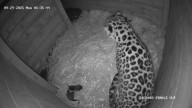 Rare leopard caught on camera giving birth at zoo