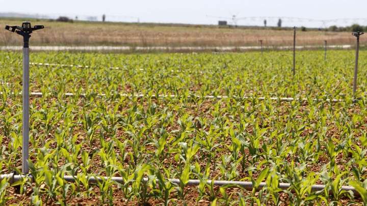 Castilla y León afronta el final de una campaña de maíz sólida pero exigente en las cuentas