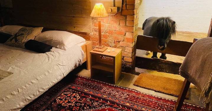 Quirky £180-a-night Airbnb where you share room with miniature Shetland pony