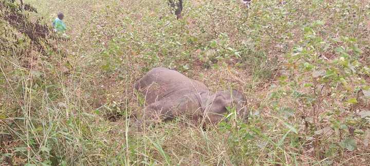 Two wild elephants die in Odisha