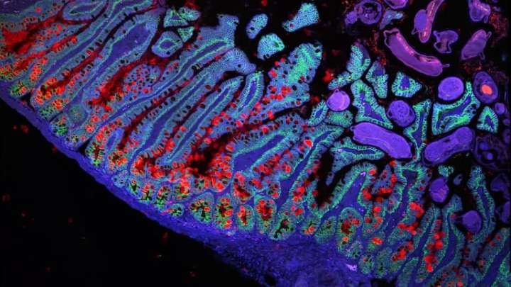Desarrollan una píldora luminosa que podría sustituir a la colonoscopia para detectar enfermedades intestinales