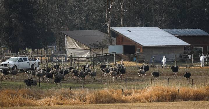 B.C. ostriches: Few simple answers in wake of cull, vet says