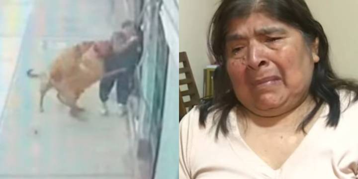 Vecina de La Victoria resulta herida tras violento ataque de perros: dueña entregó tarjeta de vacunación falsa