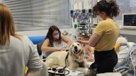 Un hospital de Rosario autorizará el ingreso de animales de compañía como apoyo emocional para niños internados