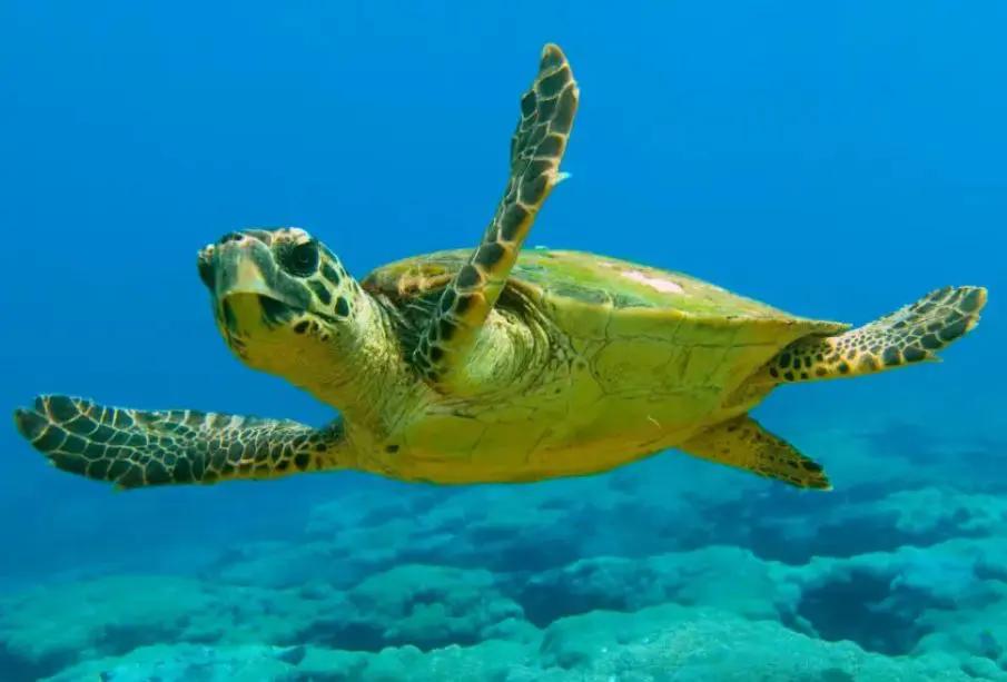 Rescatan en Yucatán seis especies de tortugas en riesgo de extinción
