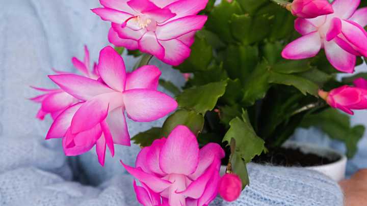 The 3 Types Of Holiday Cactus You Should Know (And How To Grow Each Kind)
