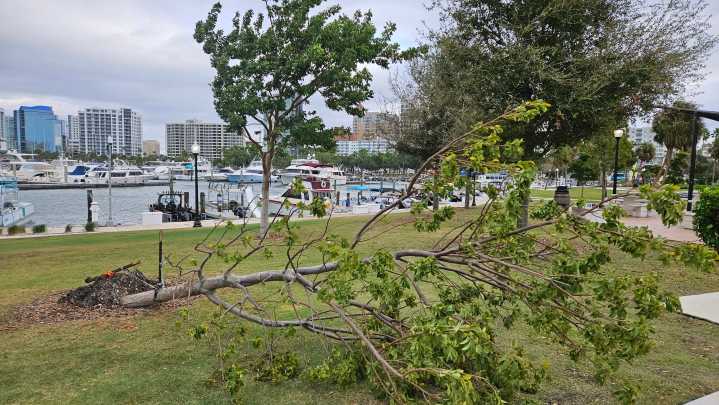 Cold front slams Sarasota as winds topple tree in Bayfront Park