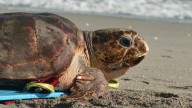 Endangered loggerhead sea turtle released to Atlantic Ocean from Florida beach
