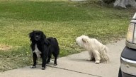 Two Dogs Found Huddled Together On California Street Corner Reveal An Unbreakable Bond