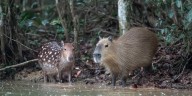 Tepezcuintle: el enigmático roedor de cerro conocido como el “capibara mexicano”