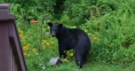 Michigan is home to 12,400 black bears. Don’t let your house become part of their den.