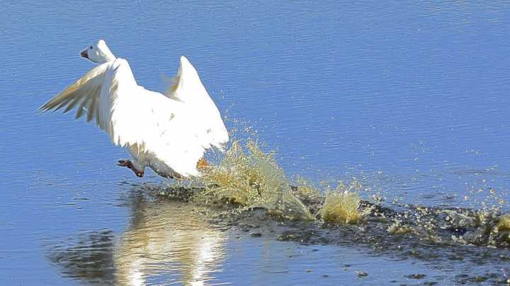 El alcalde de Badajoz pide mantener la distancia con los patos del Guadiana y de Castelar por la gripe aviar