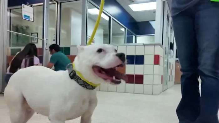 Survivors of domestic violence can find safety for themselves and their pets in Fort Bend