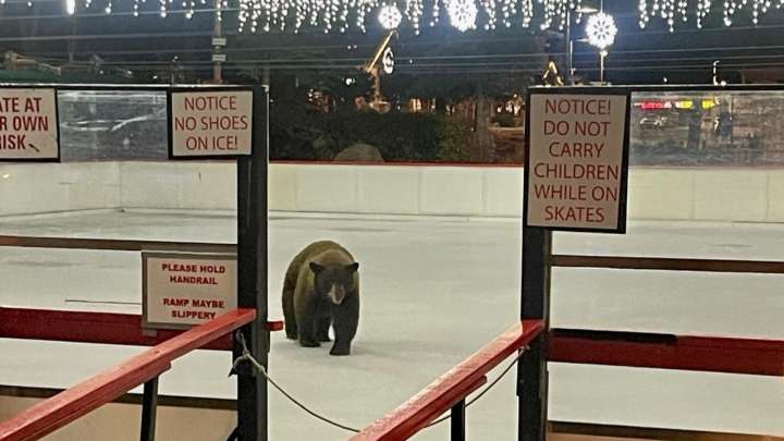 Tahoe bear tests out ice rink ahead of opening day