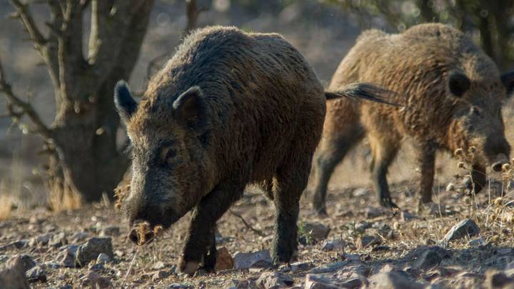 Cataluña organiza capturas de posibles jabalíes infectados con la peste porcina en la zona de Collserola (Barcelona)