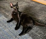 OCHS adoptable pet: Bridgett is into birding