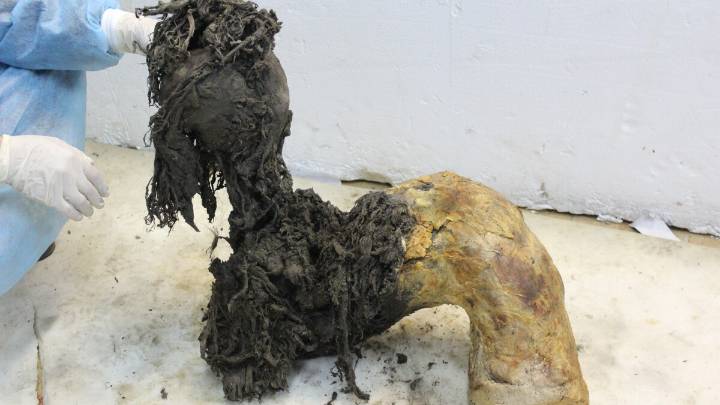 Scientists pull ancient RNA from a wooly mammoth's body