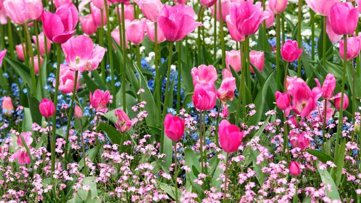 23 Fall-Planted Bulbs For Romantic Pink Blooms In Spring, Selected By Our Professional Gardener