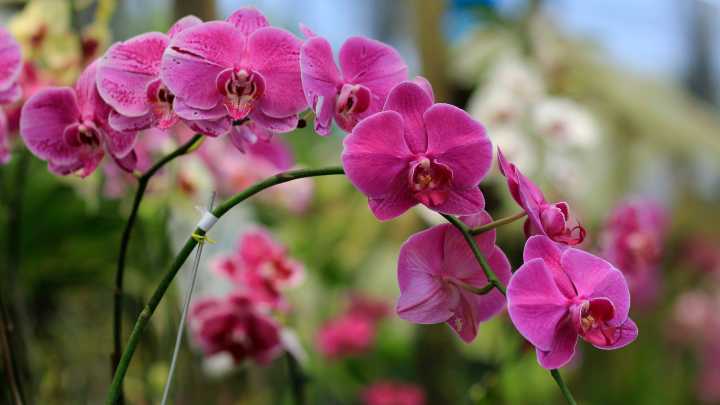The Simple Ingredient That Makes Orchids Thrive