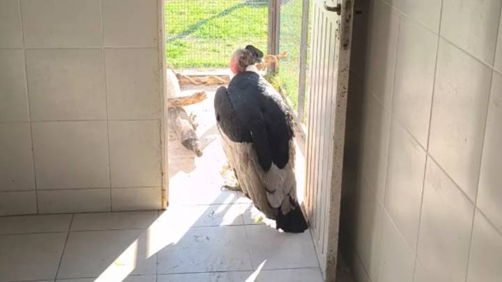 Realizan estudios al cóndor andino rescatado en San Lorenzo