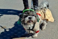 Caminata Canina beneficiará a perritos rescatados