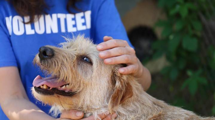 Guadalupe County Animal Shelter halts all volunteer programs after split with local rescue group