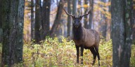 Elk hunting proposals would expand harvest time