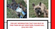 Desperate owner pleads for safe return of two French Bulldogs