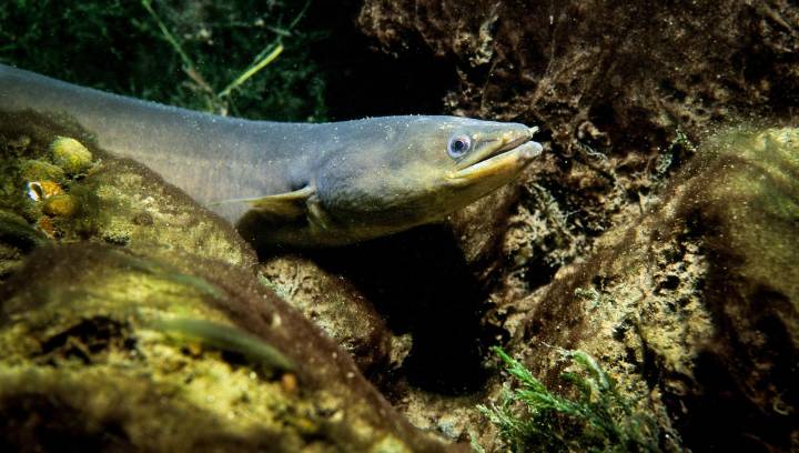 What Is A Baby Eel Called?