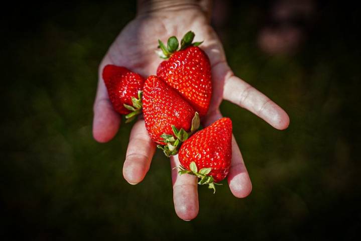 Buenos Aires concentra la mayor producción de frutillas del país