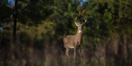 Hunters in St. Louis, St. Charles Counties must now submit deer for testing