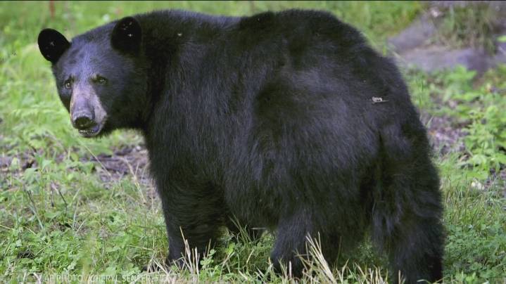 Four bears euthanized in Idaho's Teton County, says IDFG