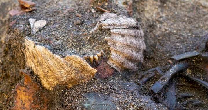 Viking Woman Buried With Shells On Her Mouth Found In Norway