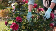 10 Varieties Of Roses You Shouldn't Be Cutting Back In The Fall