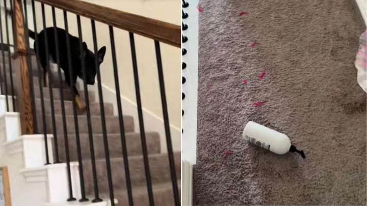 Texas Owners Rush Home After Realizing Their Dog Is Loose And Find An Unexpected Scene