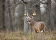 With SNAP frozen, DEC urges hunters to donate deer harvest