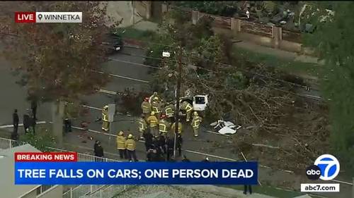 Person killed after large tree falls onto several cars in Winnetka